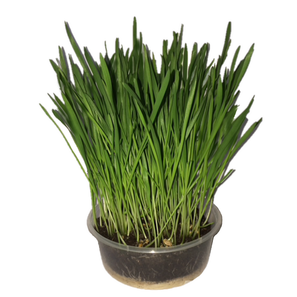 Tall Grass Seed - KittyGardensUK