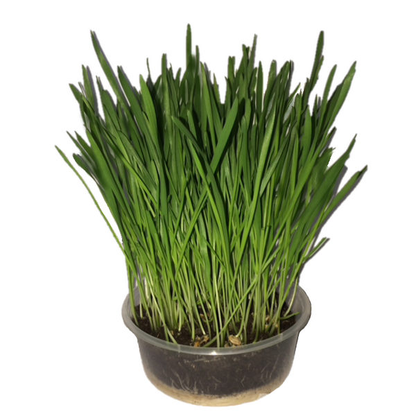 KittyGardensUK™ Unique Cat Grass Kit - KittyGardensUK