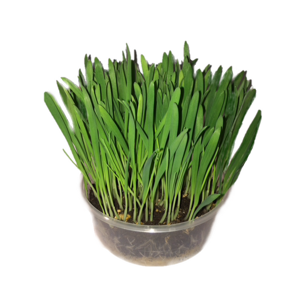 Sweet Grass Seed - KittyGardensUK