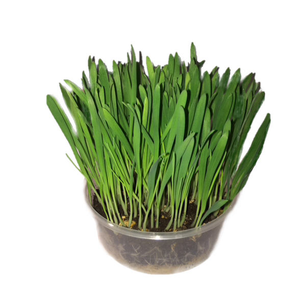 KittyGardensUK™ Unique Cat Grass Kit - KittyGardensUK