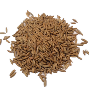 Sweet Grass Seed - KittyGardensUK