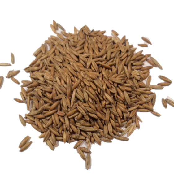 Sweet Grass Seed