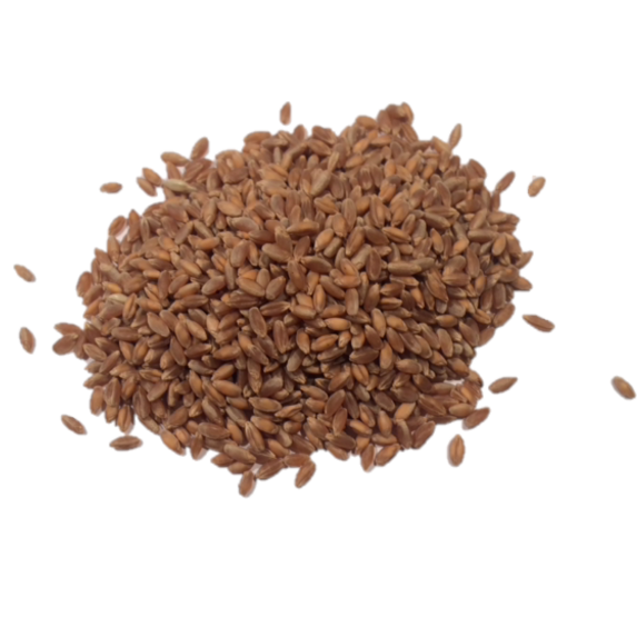 Tall Grass Seed - KittyGardensUK