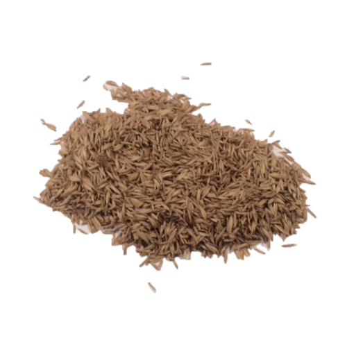 Thin Grass Seed - KittyGardensUK