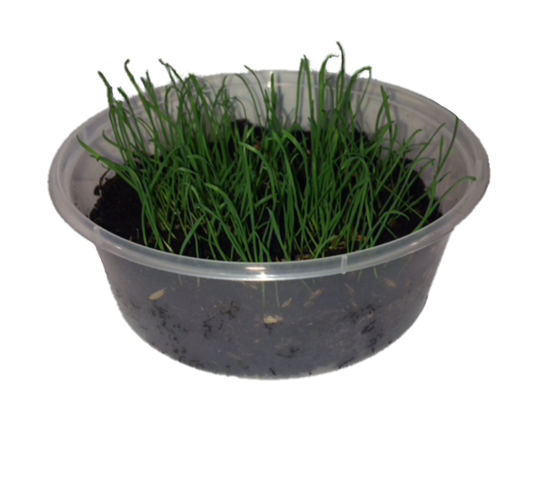 Thin Grass Seed - KittyGardensUK